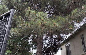 Abattage de sapin Bezons