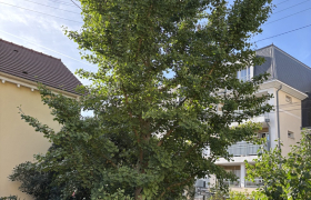 Élagage, d’un ginkgo
