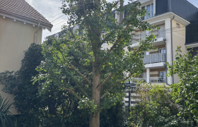 Élagage, d’un ginkgo