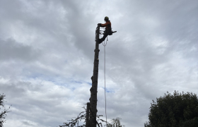 Abattage d’un cèdre