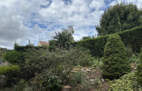 Abattage d’un cèdre