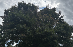 Élagage d’un érable 