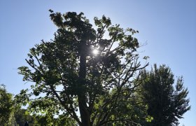 Élagage d’un érable 