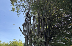 Élagage d’un tilleul