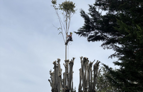 Élagage d’un tilleul