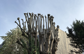 Élagage d’un tilleul