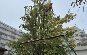 Élagage d’un érable Sur la commune de Franconville 95130 