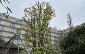 Élagage d’un érable 