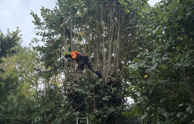 Élagage d’un tilleul sur la commune de Franconville 95130 