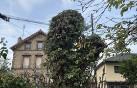 Élagage d’un tilleul Sur la commune de Franconville 95130 