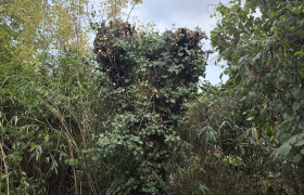 Élagage d’un tilleul sur la commune de Franconville 95130 