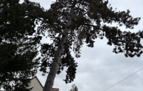 Elagueur Taverny 95150 