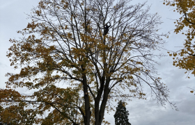 Elagueur Saint-Leu-la-Forêt