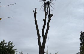 Elagueur Saint-Leu-la-Forêt