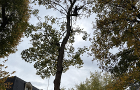 Élagage d’un érable avec éclaircissement sur la commune de saint-Leu-la-Forêt 95320