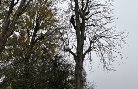 Elagueur Saint-Leu-la-Forêt