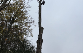 Elagueur Saint-Leu-la-Forêt