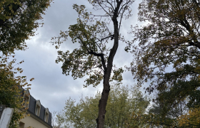 Élagage d’un érable avec éclaircissement sur la commune de saint-Leu-la-Forêt 95320