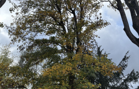 Élagage d’un érable avec éclaircissement sur la commune de saint-Leu-la-Forêt 95320 