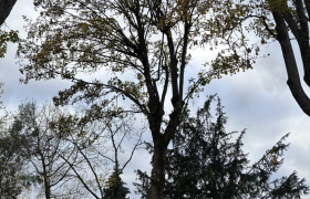 Élagage d’un érable avec éclaircissement sur la commune de saint-Leu-la-Forêt 95320 