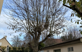 Élagage d’un érable sur la commune de Écouen 95440 
