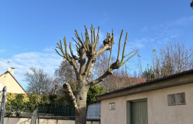 Élagage d’un érable sur la commune de Écouen 95440 