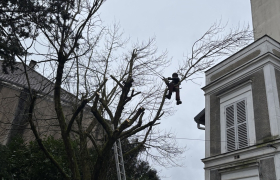 Elagage d’un arbre à Le Raincy 93340 