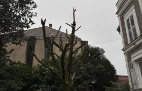 Elagage d’un arbre à Le Raincy 93340 