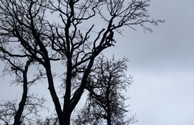 elagage Beauchamp 95250 