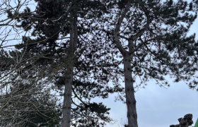 Elagueur Saint-Leu-la-Forêt