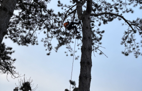 Elagueur Saint-Leu-la-Forêt