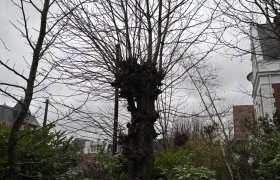 Elagueur Montmorency