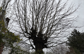 Elagueur Montmorency