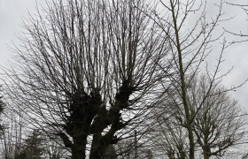 Elagueur Montmorency