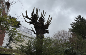 Elagueur Montmorency