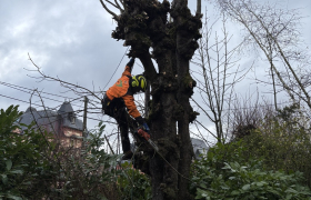 Elagueur Montmorency