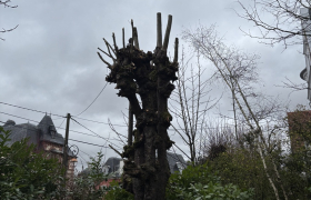 Elagueur Montmorency