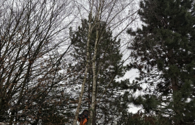 Elagueur Montmorency