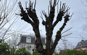 Elagueur Montmorency