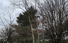 Elagueur Montmorency