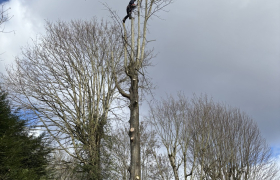 Abatage, d’un Fresne de 20m sur la commune de Sain Leu La Foret 95320 