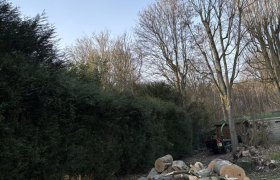 Abatage, d’un Fresne de 20m sur la commune de Sain Leu La Foret 95320 