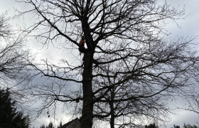Élagage d’un chêne avec taille de restructuration sur la commune de Beauchamp 95250 