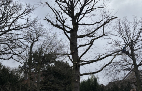 Élagage d’un chêne avec taille de restructuration sur la commune de Beauchamp 95250 