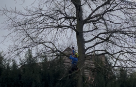 Elagage, d’un chêne proche d’une clôture Sur la commune de Beauchamp 95250 