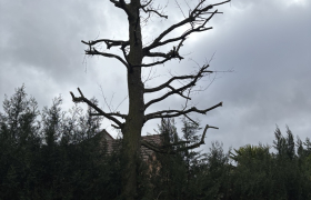 Elagage, d’un chêne proche d’une clôture Sur la commune de Beauchamp 95250 