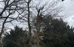Élagage de deux chênes sur la commune de Beauchamp 95250 