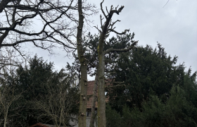 Élagage de deux chênes sur la commune de Beauchamp 95250 