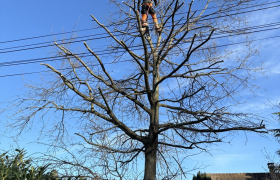 Elagage, d’un érable sur la commune de Montmorency 95160 