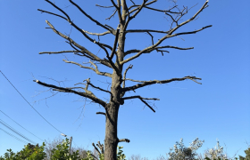 Elagage, d’un érable sur la commune de Montmorency 95160 